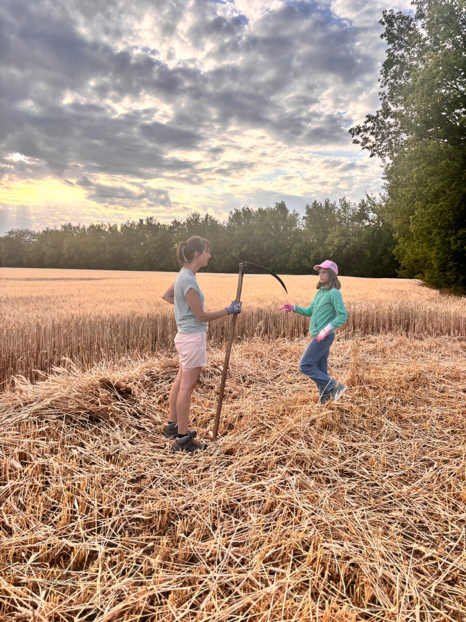 Traditionelle Getreideernte für die Erntekrone in Zwebendorf
