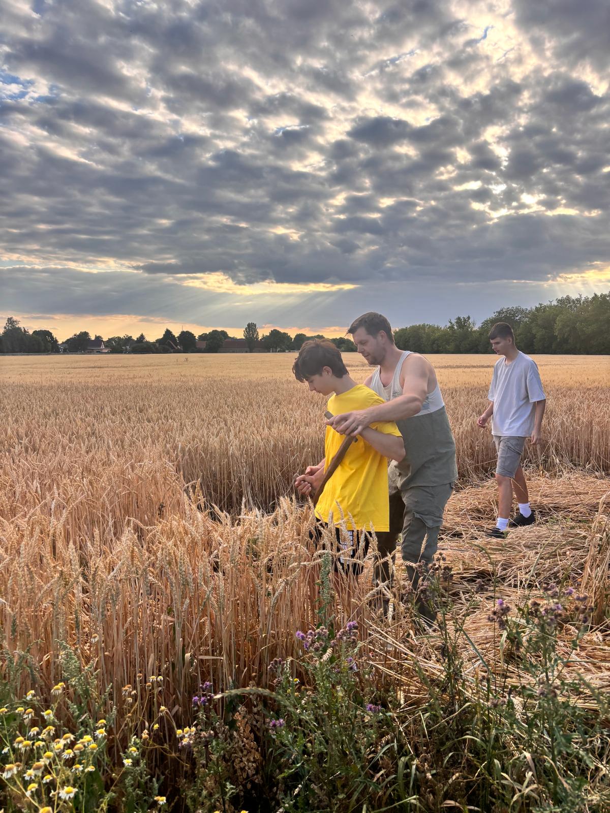 Gemeinsame Ernte auf dem Feld in Zwebendorf